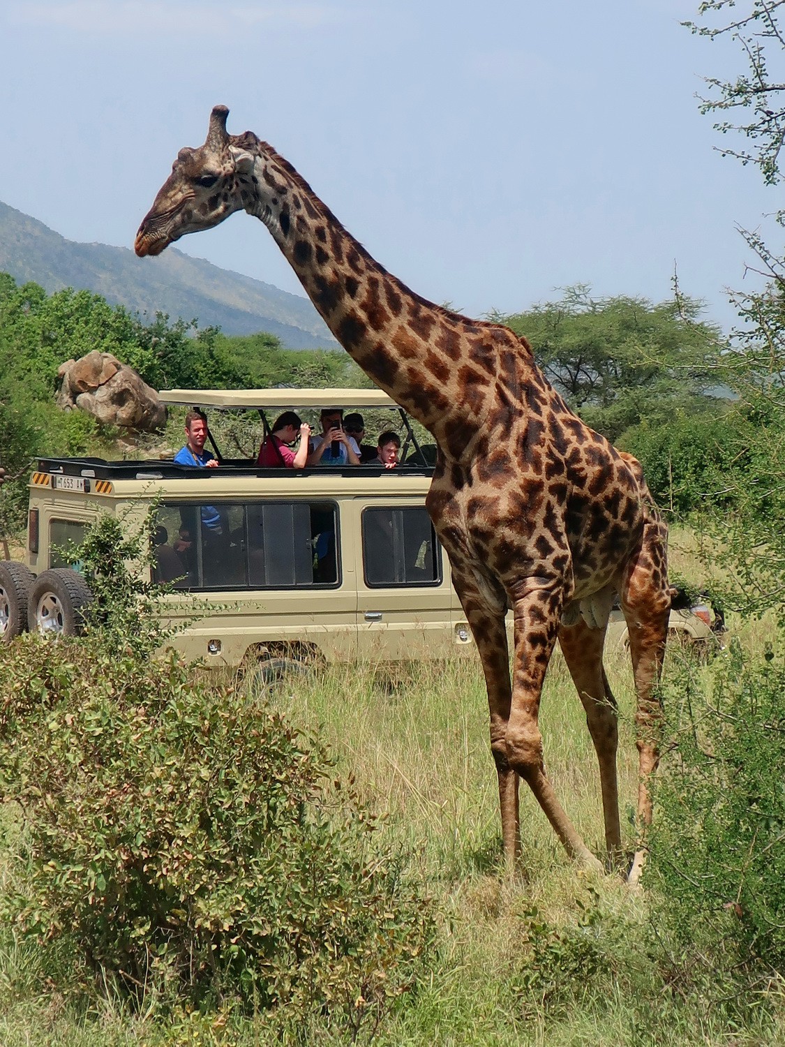 Giraffe with a typical Safari car